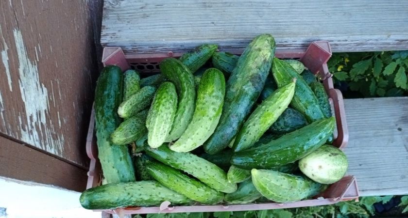 13-15 капель на 10 л воды для подкормки огурцов - они больше не болеют, растут крепкими. С 1 м2 собираю до 17 кг плодов