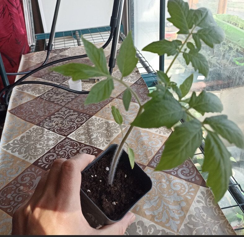 Корни в удивительном путешествии: принципы укоренения растений в домашних условиях