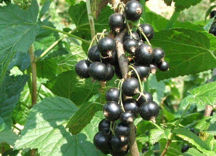 Как вырастить черную смородину: секреты обильного урожая для дачников