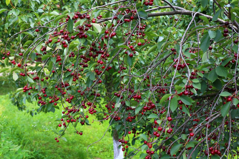 Как вырастить идеальную вишню: секреты ухода и решения распространенных проблем