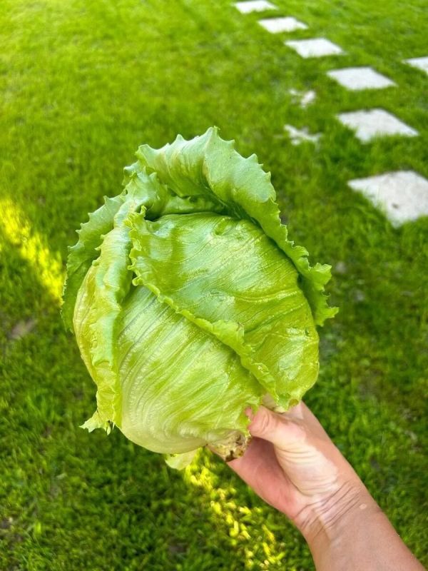 Как вернуть плодородие почвы: эффективные методы от дачного агронома