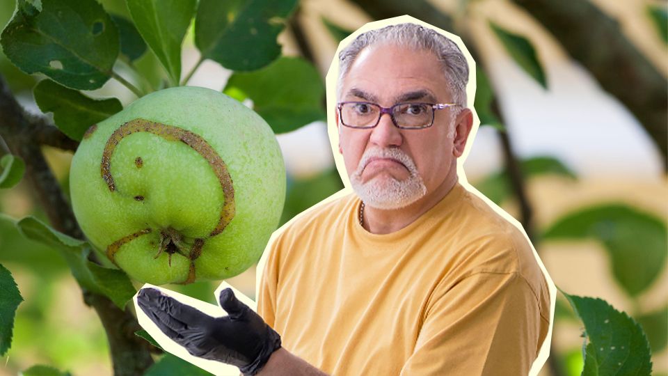 Вот почему ваши яблоки такие уродливые: срочно примите меры