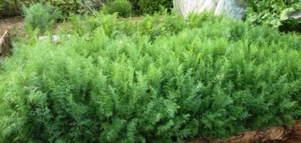 Посадка укропа в открытом грунте