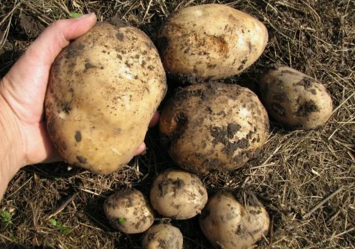 Как натуральная подкормка может вдвое увеличить урожай картофеля