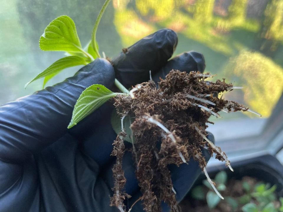 Как укоренить черенки метельчатых гортензий за 20 дней: успешный опыт без корневина