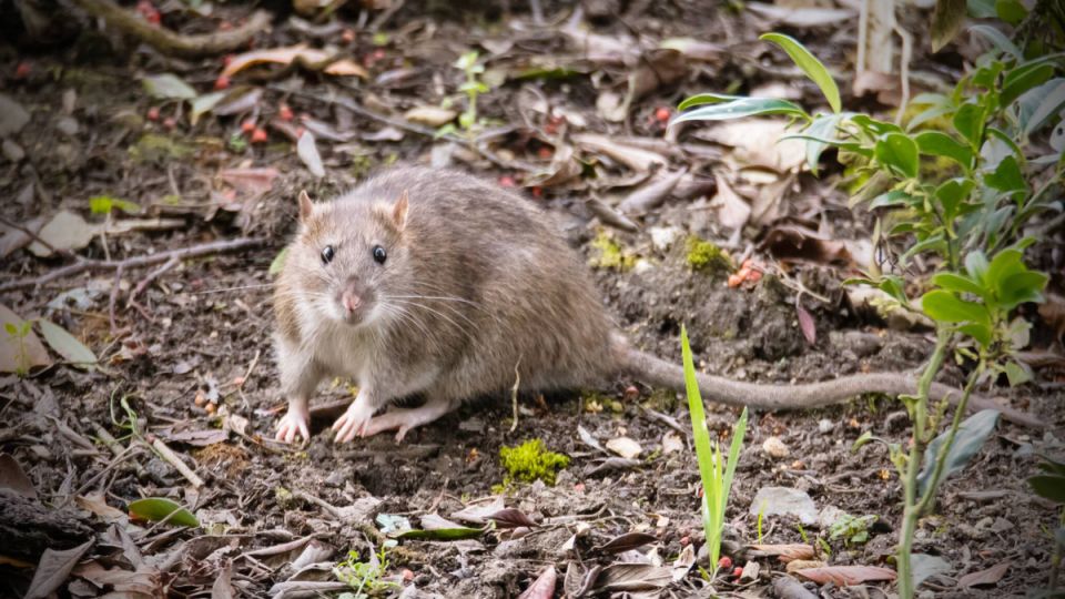 Не дайте мышам шансов: эффективные меры по предотвращению нашествия