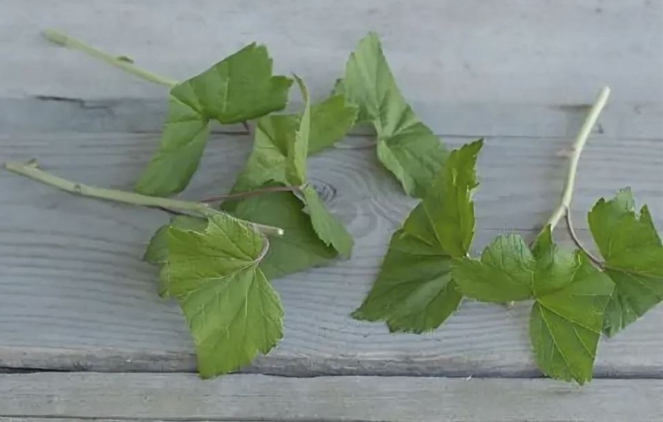 Идеальное время для размножения смородины: секреты укоренения черенками в июне