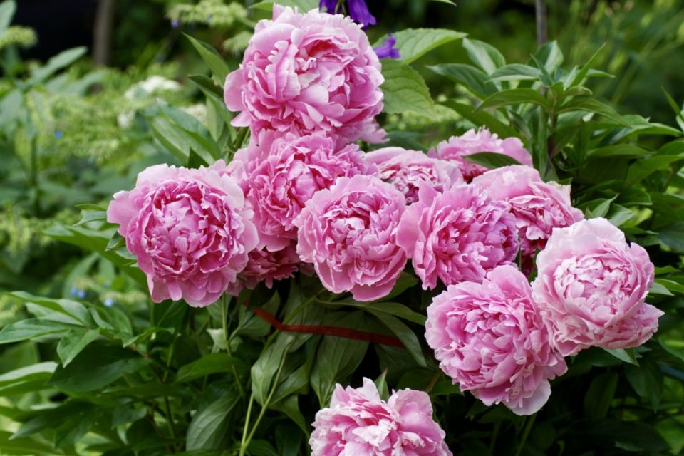 Как сэкономить на посадке пионов и при этом не потерять в качестве