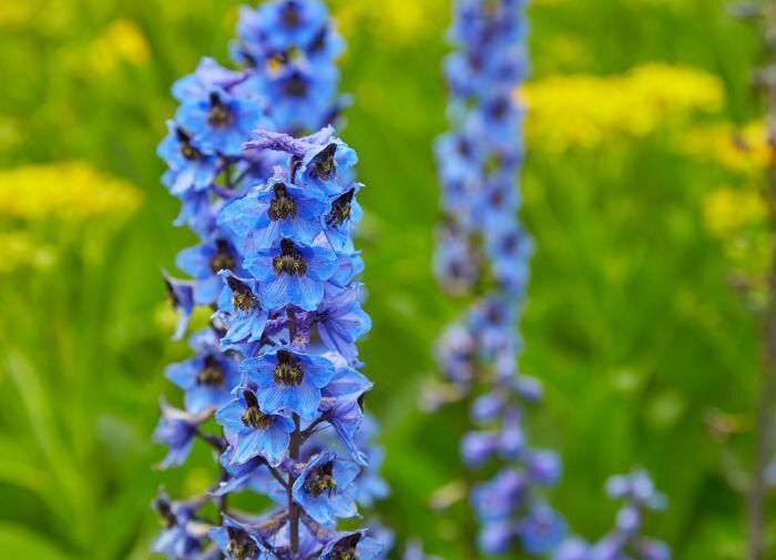 Дельфиниумы: секреты успешного выращивания для вашего сада