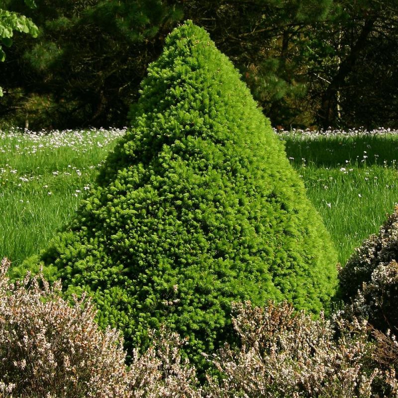 Почему ель Коника может обернуться проблемой на вашем участке