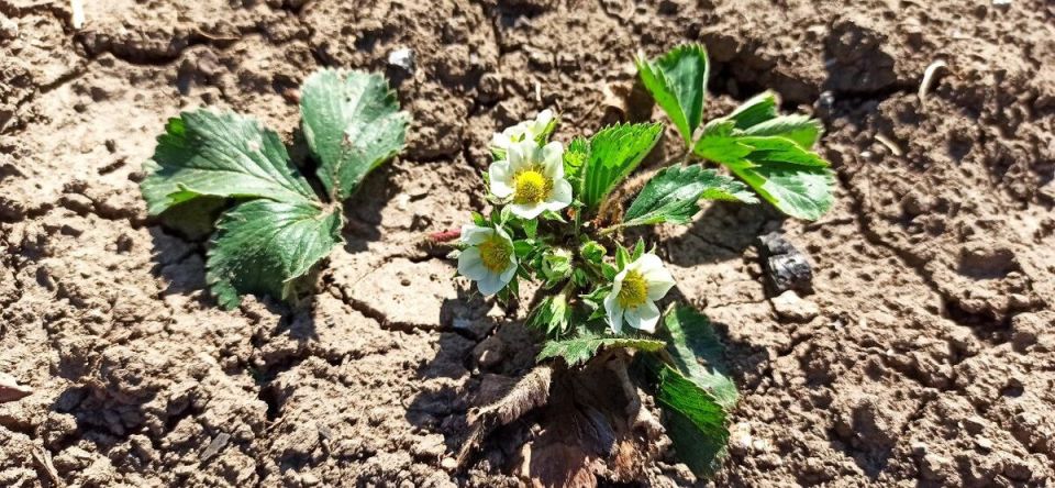 ��� ���������� ������ ����� ���������� �� ������: ������ � ������������