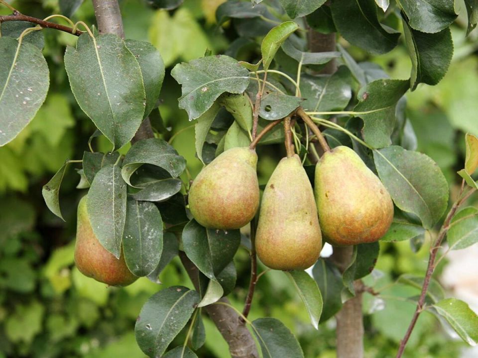 ����������� ������� ����: ������� ������ �� �������� �� �����