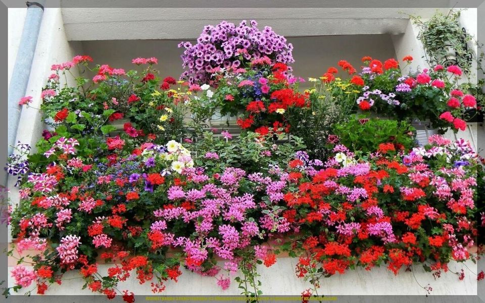 Зимний цветник: Подбор идеальных растений для декабрьской рассады