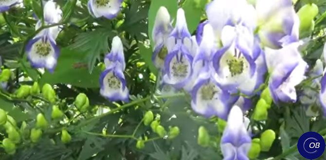 ��� ������� ������������� ���: ���� ��� ���������� ���������