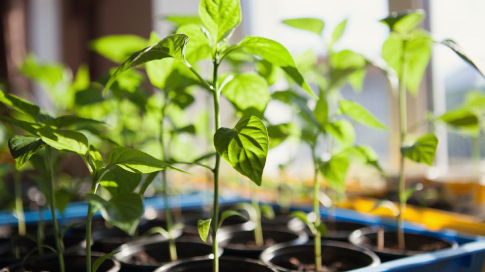 Как организовать трехъярусное освещение для рассады и сэкономить на электроэнергии