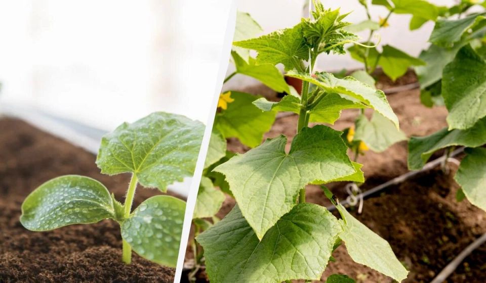 ����� � ��� ���������� ������ ��� �������: ������� ������������� ������