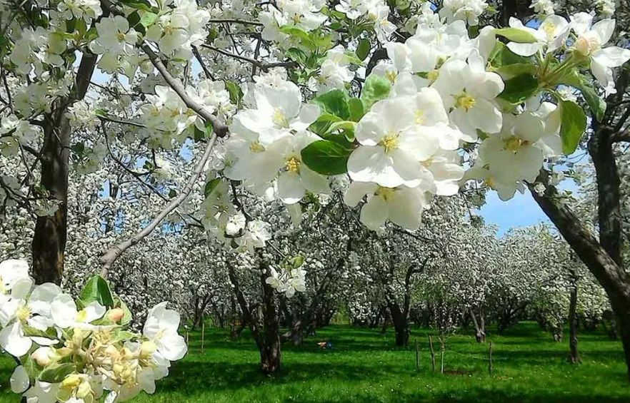 ��� ������� �������� ����� ��������� ������: ������� ������ ������������ �����