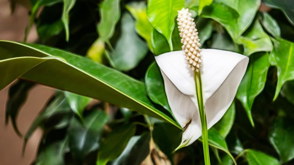 ������ ��������� �������� ����� ��������� � ������: ��� ��� ��������� ������ � �������