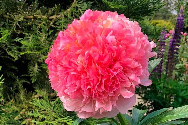 ���� ������ �����: ����� ������� ��� ������ ����