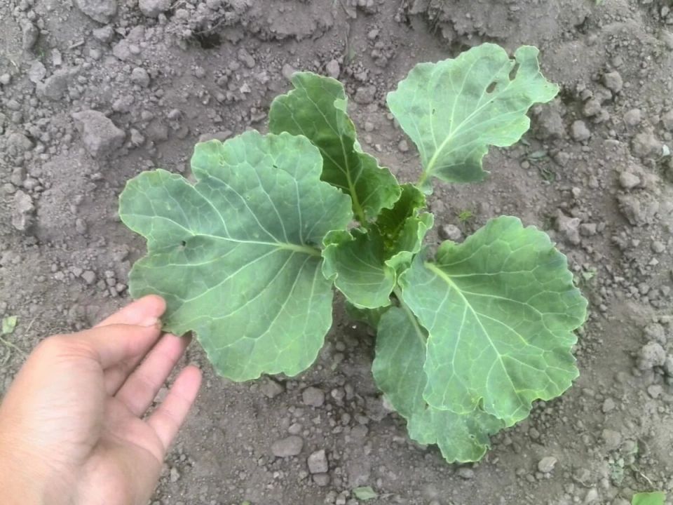 ��������� ������� � ����: ������� ��� �������� ������