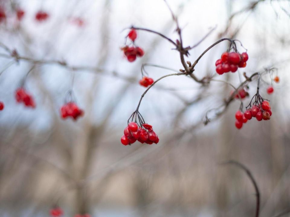 ������ ������ � ��������� ����� ��� ������ �������� ������� � 2026 ����