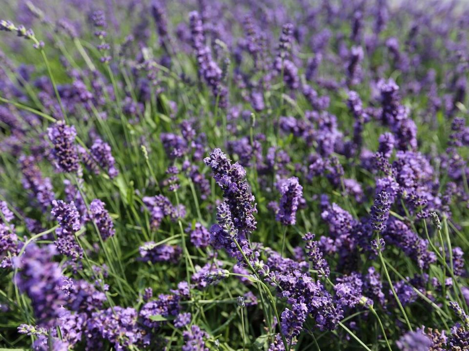 ��� ���������� ��� � ��� ��� �������: ������� ��������� ��������