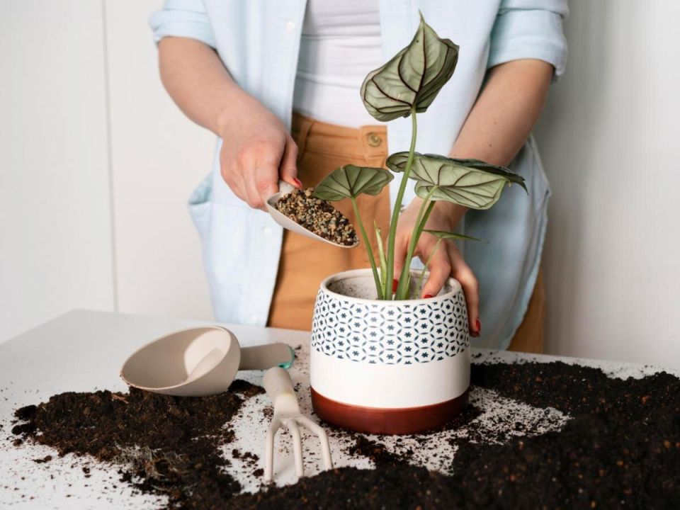 ��� ������ ��������� �������� �� �������� �����: ������ � ������