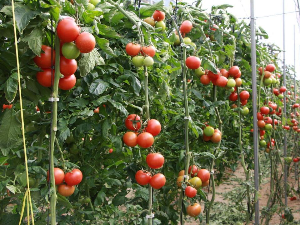 ������� ��������� ����� �������: ��� ��������� ������� �������