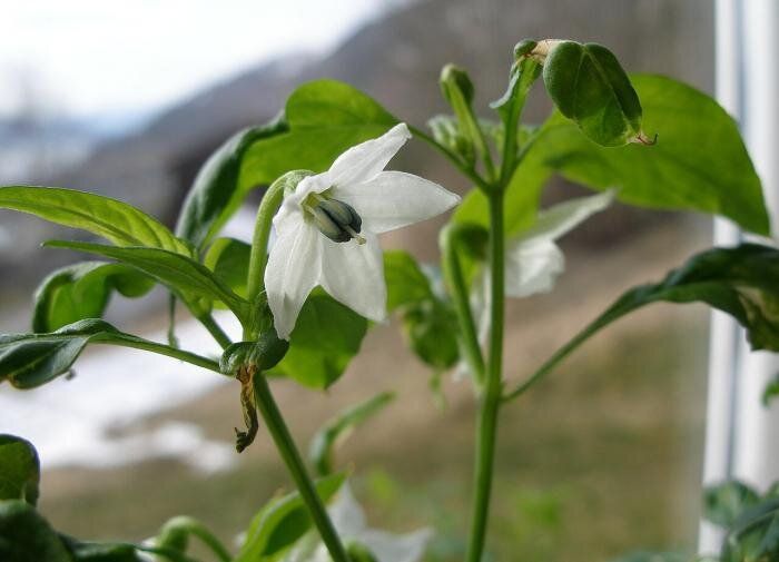 ����� ����� �������� �������� �� ���������� �����