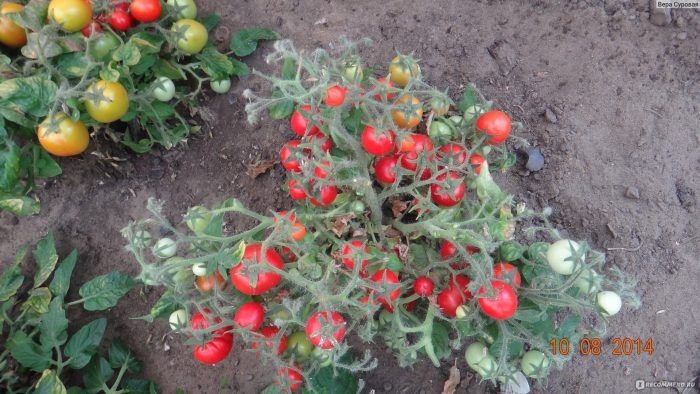 Неприхотливый и сладкий: томат Чудо Карлик для компактного огорода