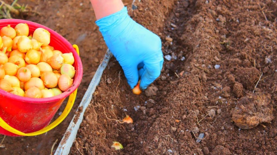 Грядка под озимый лук: как правильно подготовить почву заранее