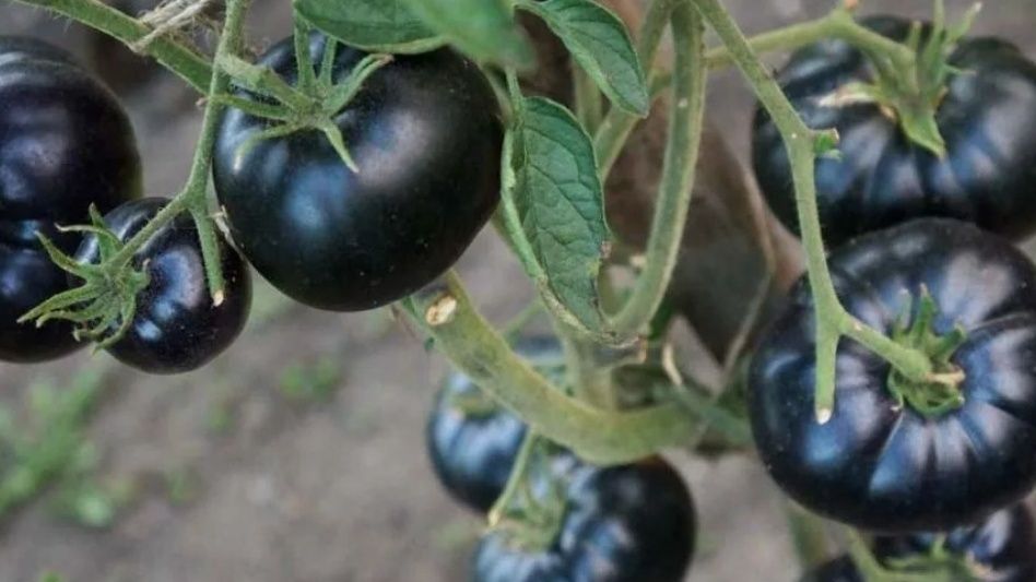семь черных томатов, которые стоит попробовать: проверенные сорта для своих грядок