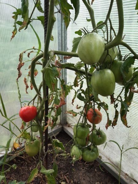 Томат Феникс: идеальный выбор для жаркого лета и щедрого урожая