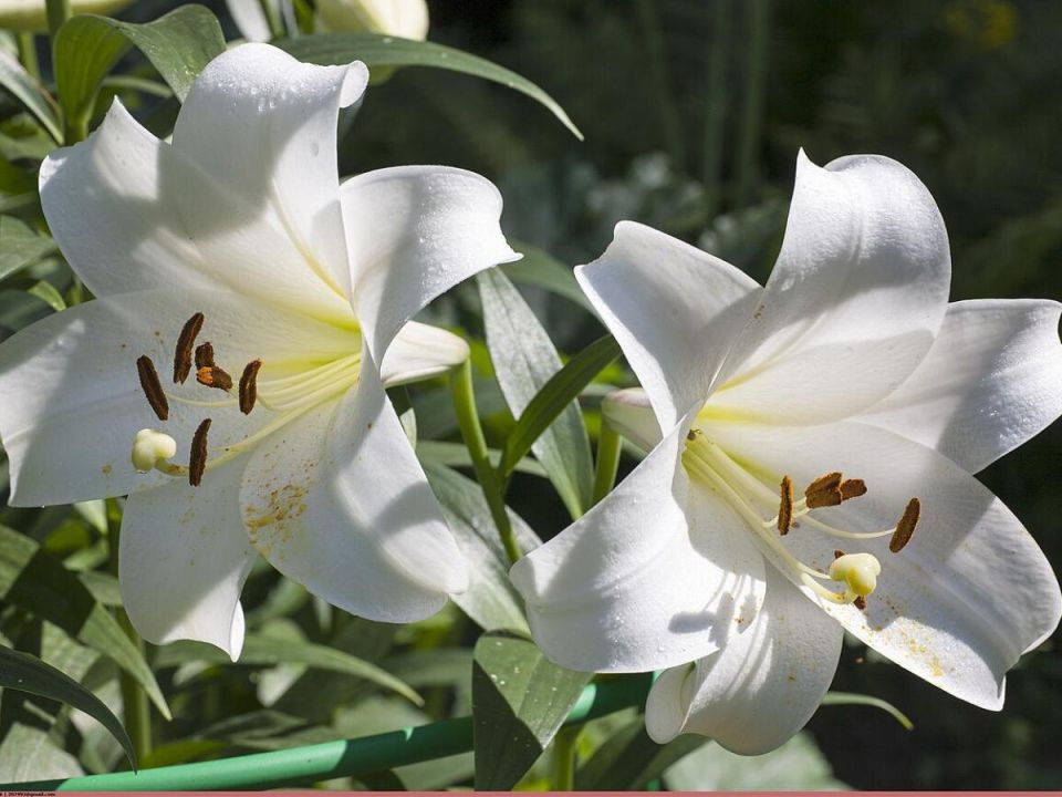 Как восстановить вашу мирную лилию: простые секреты ухода