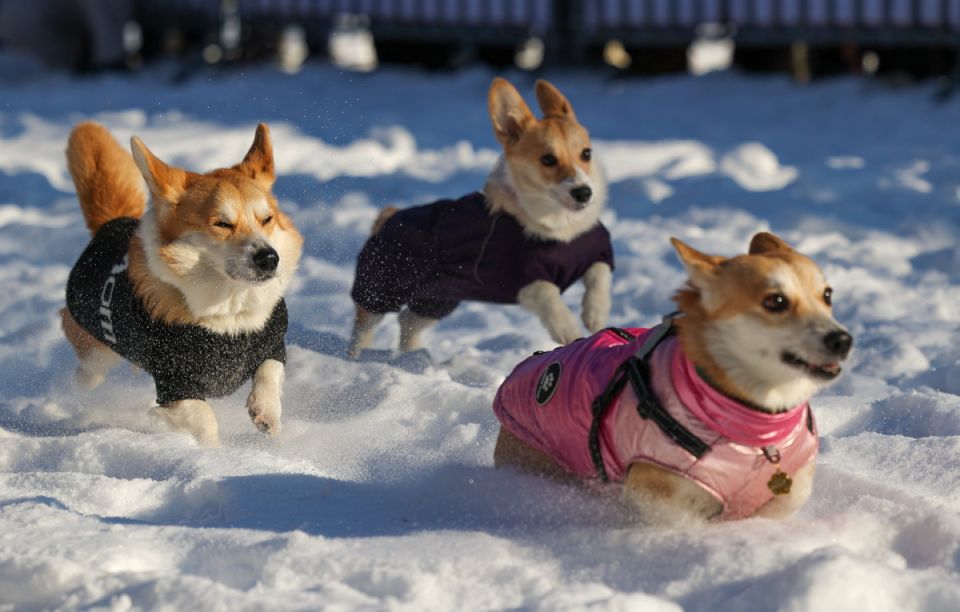 ����������� � �������� ��� �� ����������� �������� �������� �������