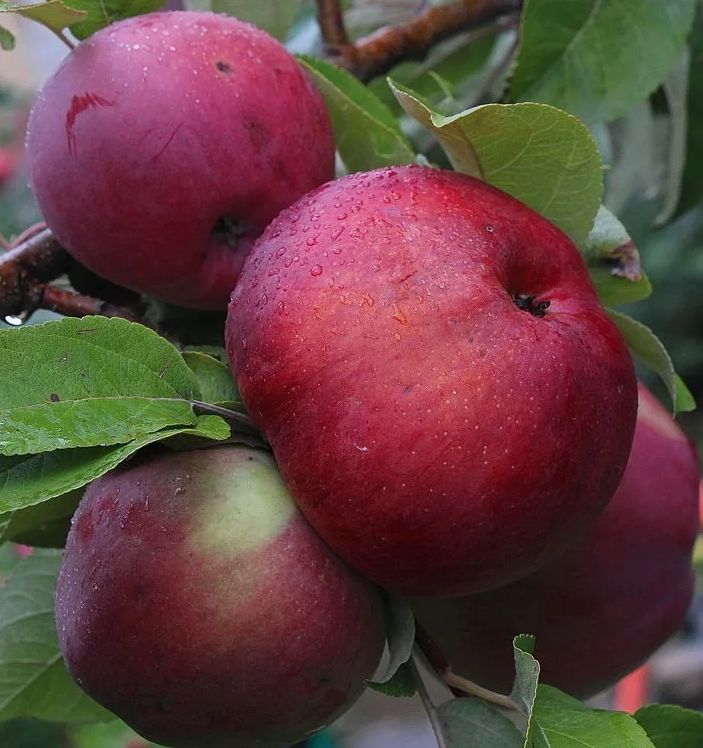 Как правильно обрезать яблони: советы от Ивана Мичурина