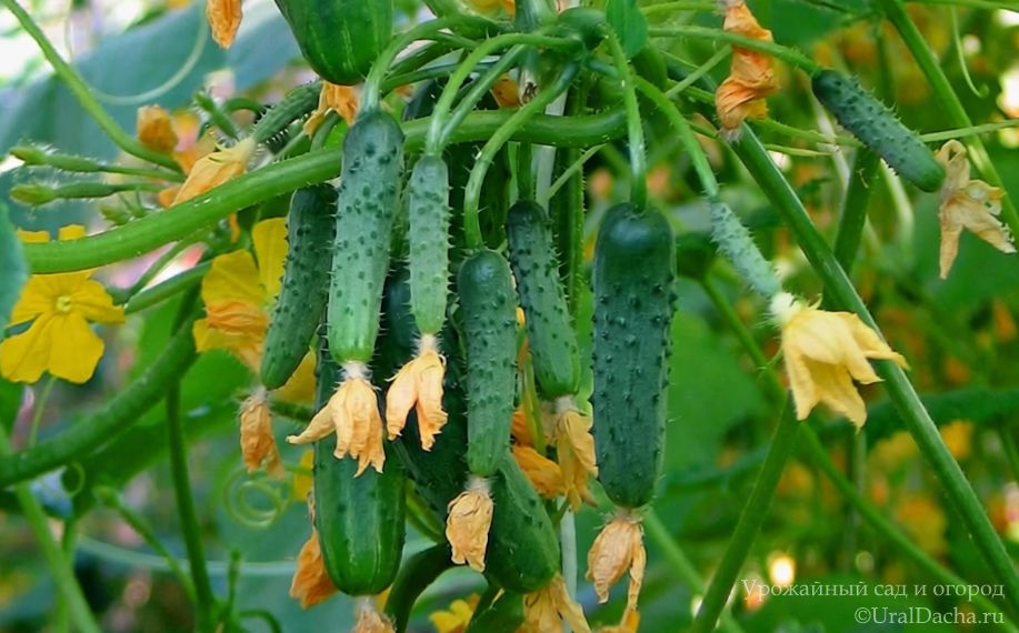 ������ ��� ������ �� ������������� ��������� � ����������� ������