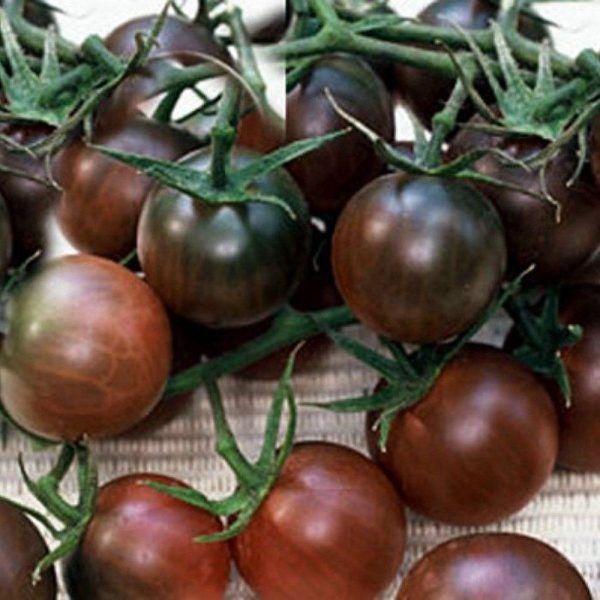 Томат форте акко: проверенный гигант для вашего огорода