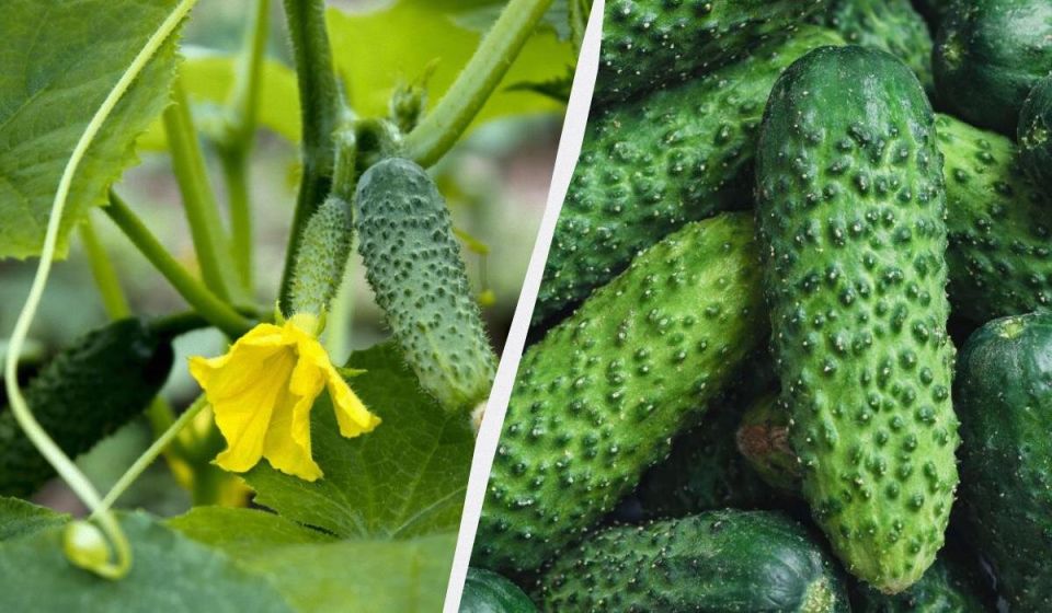 ��������������� ����� �������: ��� ������� ��� ������ ����?