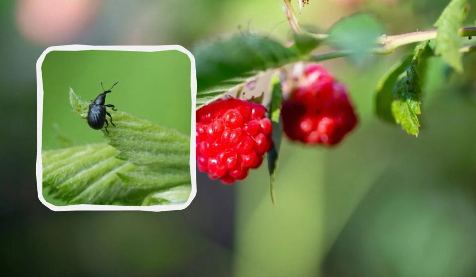 Как понять и снизить риск долгоносика на малине без химии