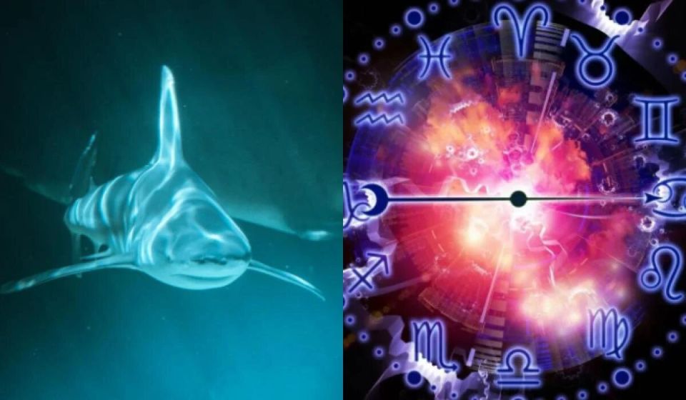 Близнецы и дельфин: как знак проявляется в океаническом образе
