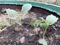 Уход за капустой: от высадки до первых кочанов