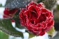 Когда и как правильно открывать розы после зимы