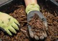 Компост: секрет плодородия, который сэкономит ваши деньги и спасет планету