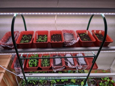 Почему простые цветы могут вызывать раздражение у некоторых: взгляд сада на зимние будни