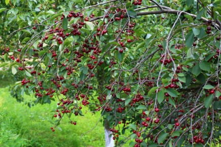 Как вырастить идеальную вишню: секреты ухода и решения распространенных проблем