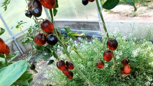 Разочарование в мире томатов: Что скрывает сорт Гаргамель