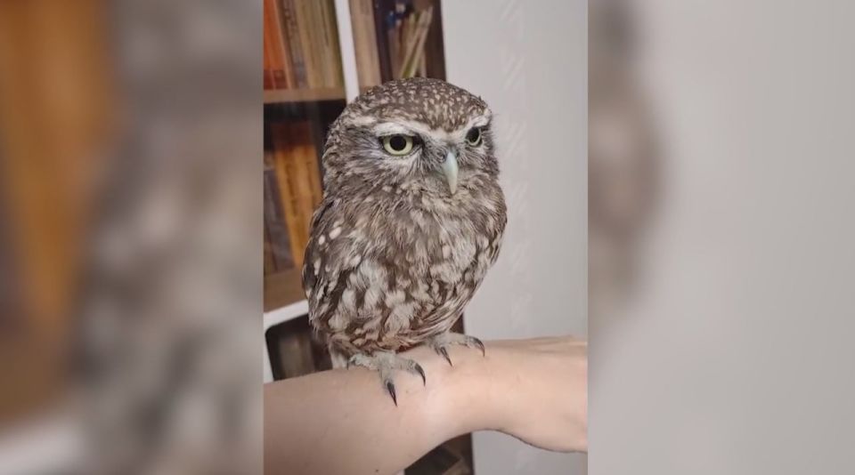 В центре Рязани нашли домового сыча