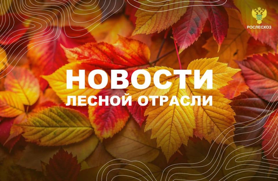 Интерфакс: Замглавы Рослесхоза: Бизнес с точки зрения платы за лес пока находится в неравных условиях