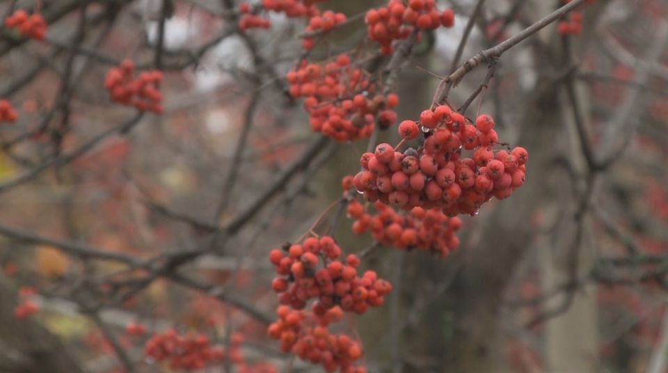 В праздничные выходные погода рязанцев баловать не будет